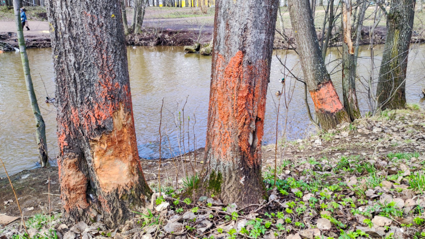 Деревья у реки с нанесённой защитной краской и следами активности бобров