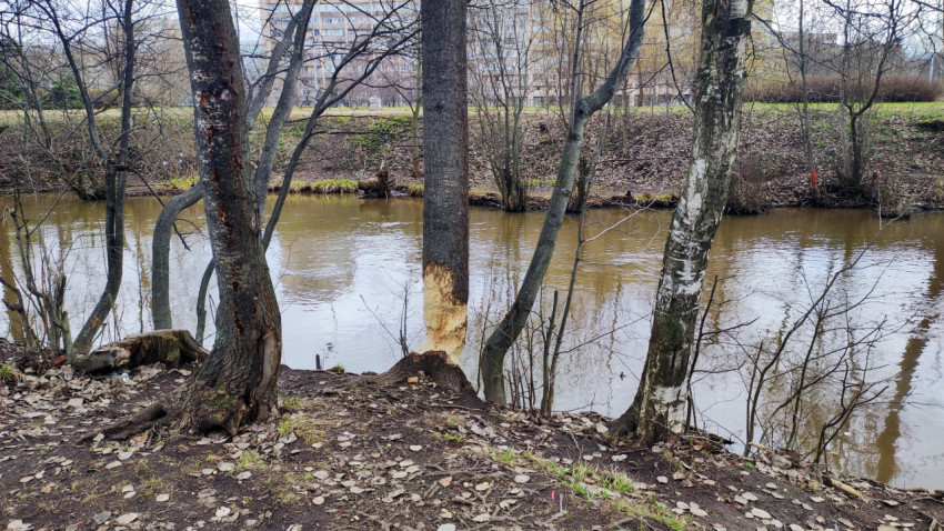 Дерево с повреждённой бобрами корой на крутом берегу реки