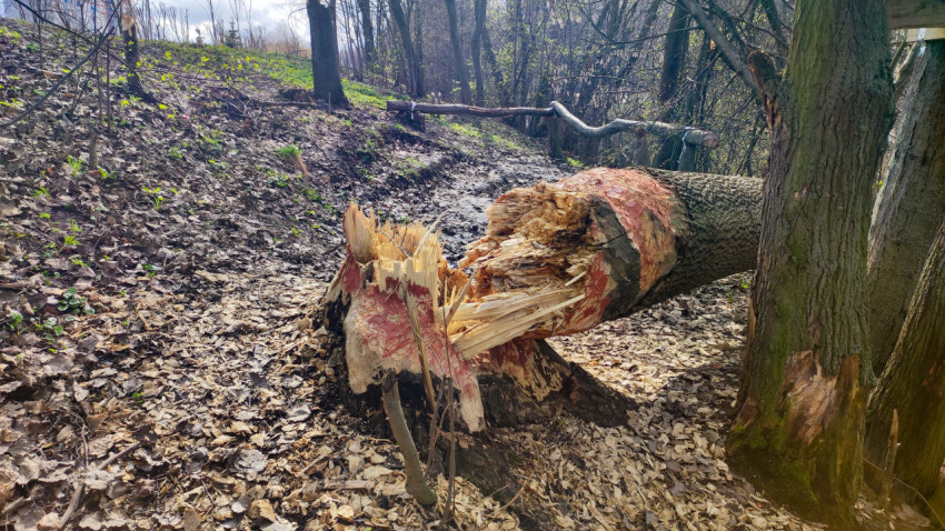 Поваленное бобрами дерево на фоне весеннего паркового склона