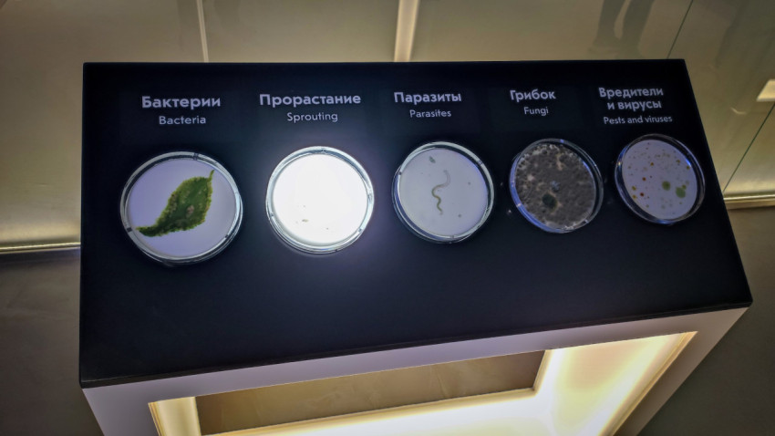 Экспозиционная панель с образцами биологических поражений продуктов питания