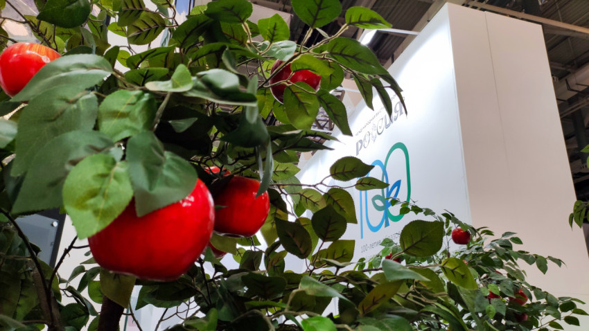 Крупные декоративные яблоки на выставочном стенде в павильоне №75