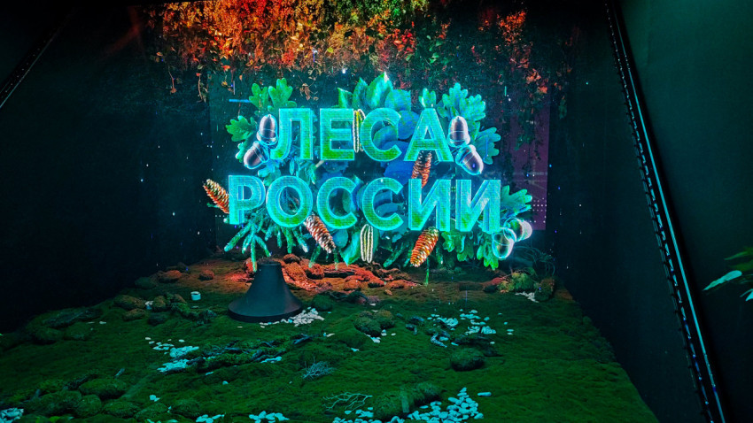 Экспозиционный модуль «Леса России» с цифровой графикой