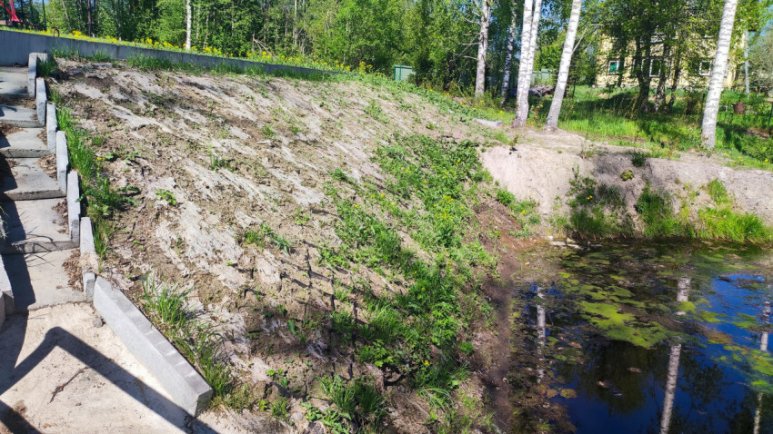 Склон у водоёма с укреплением грунта и растительностью