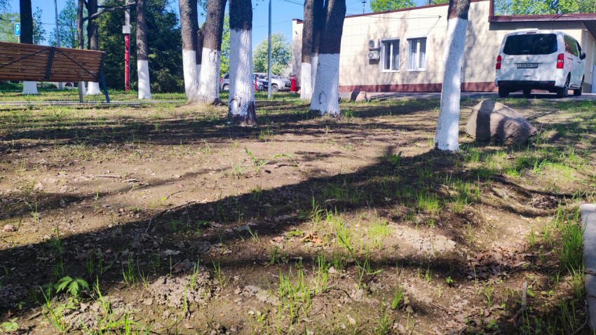 Участок озеленения с молодыми всходами и побелёнными деревьями