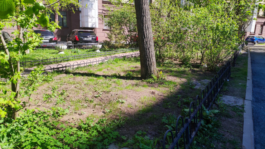 Озеленённая придомовая территория с деревом и кустарниками возле жилого дома