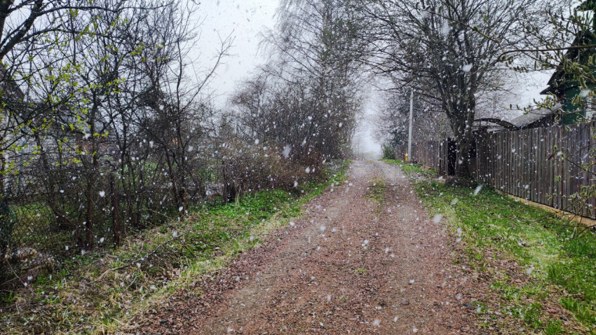 Грунтовая дорога и деревья во время снегопада
