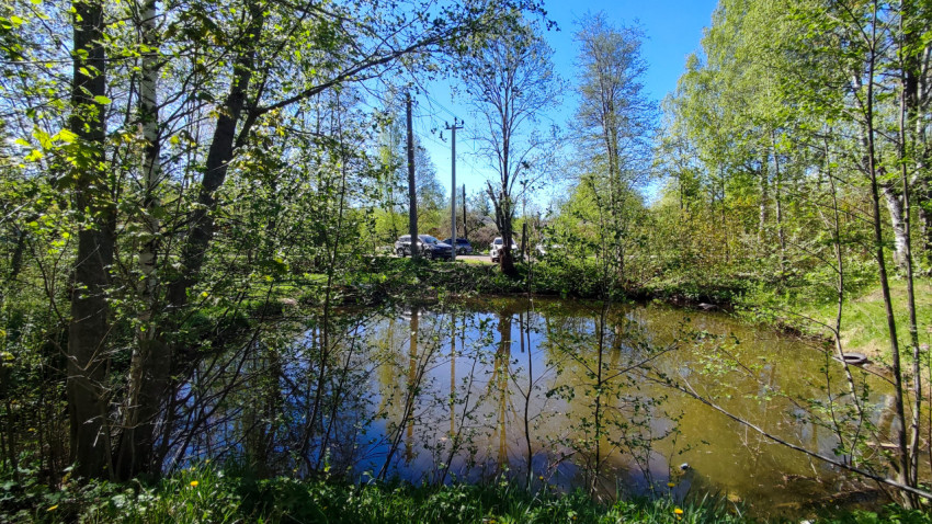 Небольшой пруд в лесополосе рядом с дорогой