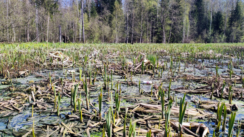 Болото с молодой растительностью и остатками прошлогодних тростниковых стеблей