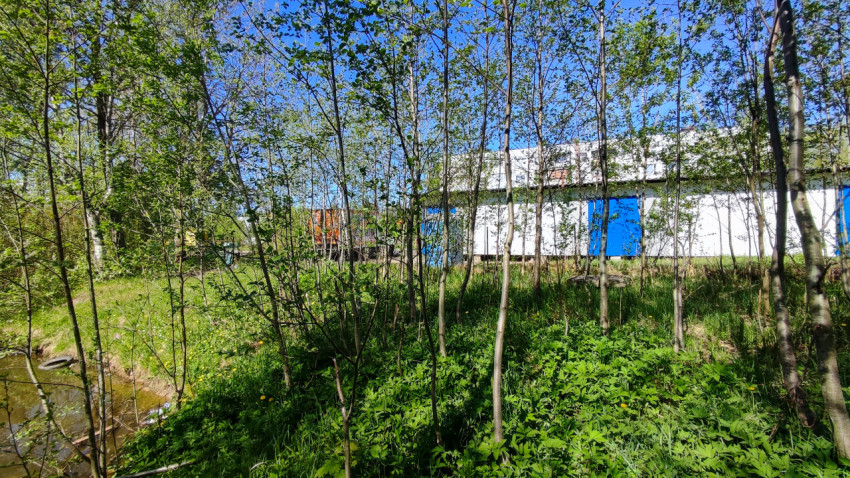 Молодая поросль деревьев у служебных построек