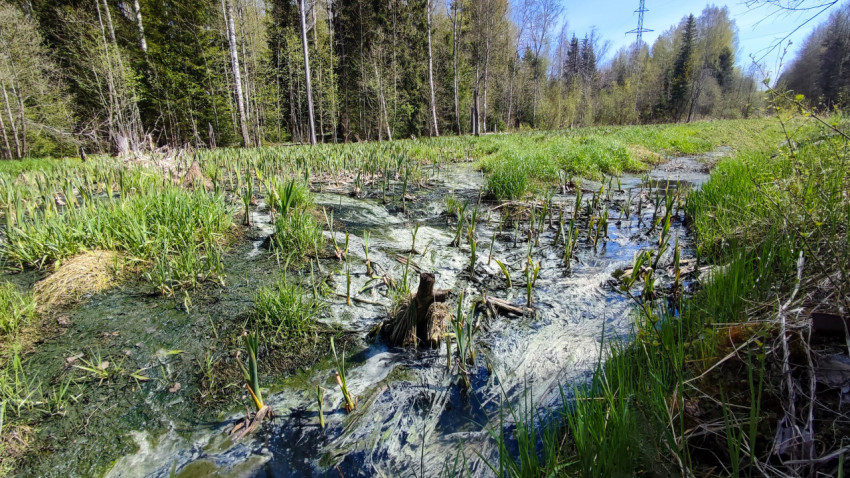 Весенний заболоченный поток в лесной зоне