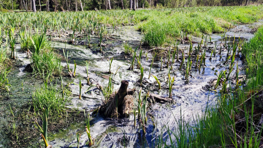 Весенний фрагмент болота с проточной водой и молодой зеленью