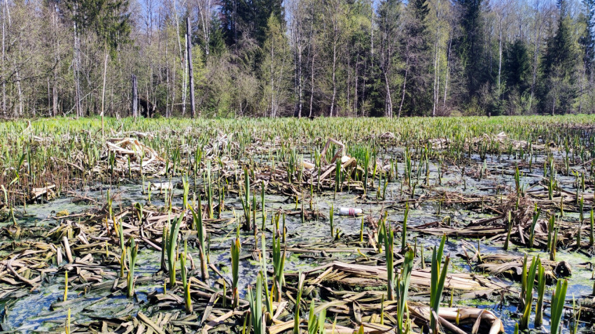 Болотистый участок с молодой тростниковой порослью и следами растительных остатков