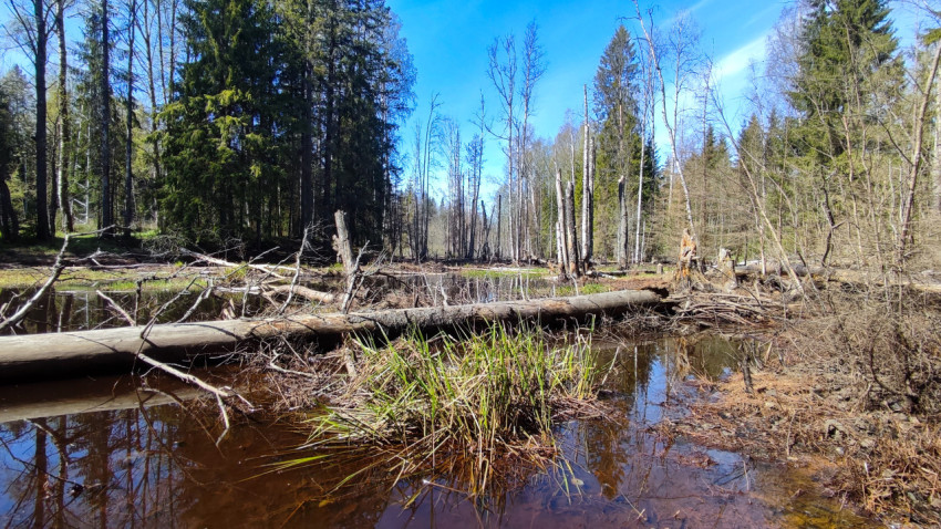 Затопленный лес с упавшими деревьями и весенними отражениями в воде