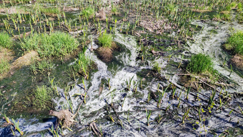 Весенний фрагмент болота с густой молодой растительностью