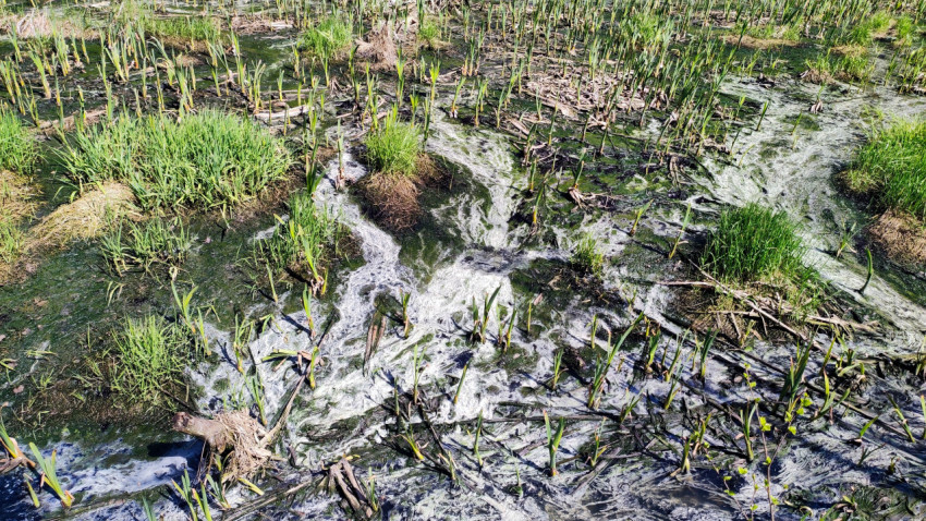 Участок заболоченного водоёма с выраженными водорослевыми потоками