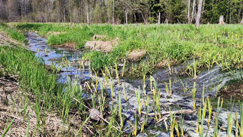 Весенний мелководный поток среди лесного массива