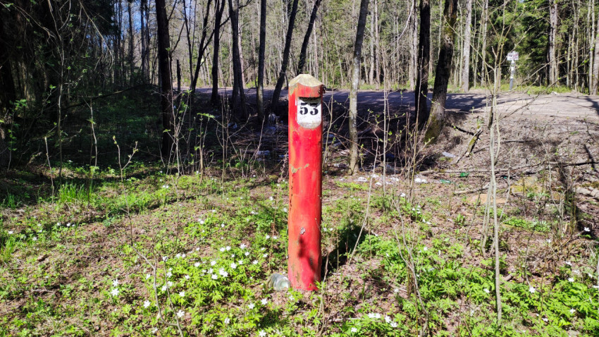 Красный ориентирный столб с номером в весеннем лесу