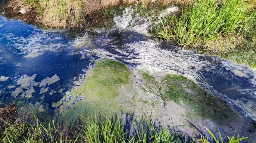 Мелкий заболоченный водоём с водорослями и подводной растительностью