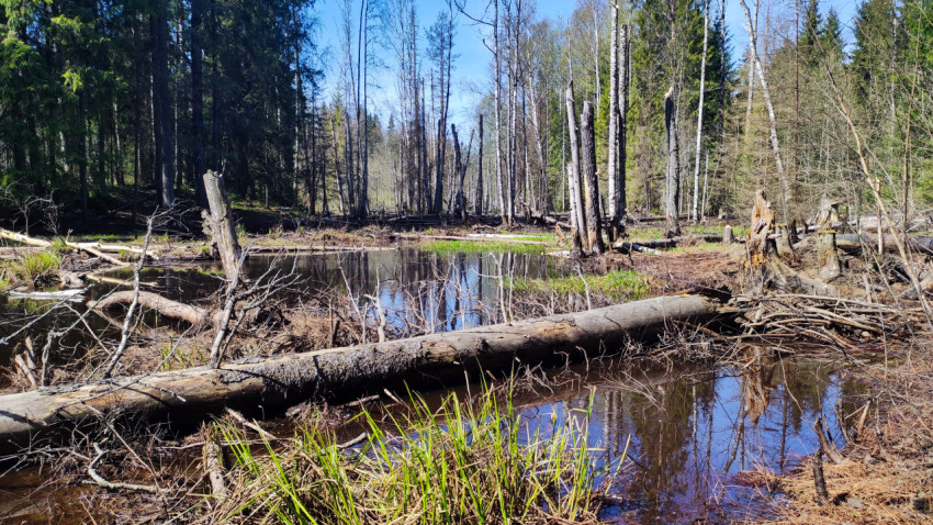 Весенний затопленный лес с поваленными стволами и водной растительностью