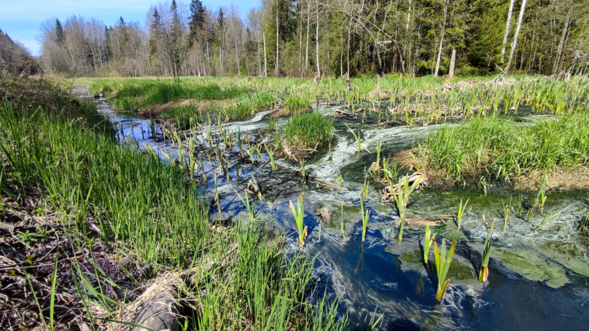 Весенний природный сток с разрастанием водной растительности
