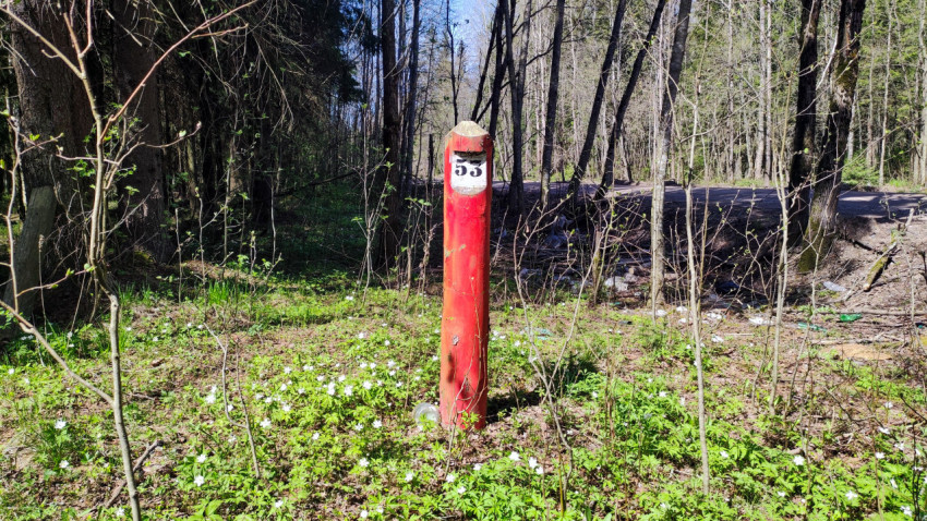Красный ориентирный столб с номером среди весеннего леса