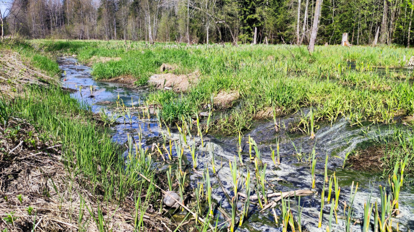 Низинный ручей с молодыми прибрежными растениями