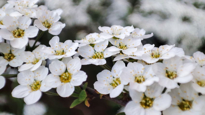 Цветущая ветвь спиреи в макросъёмке