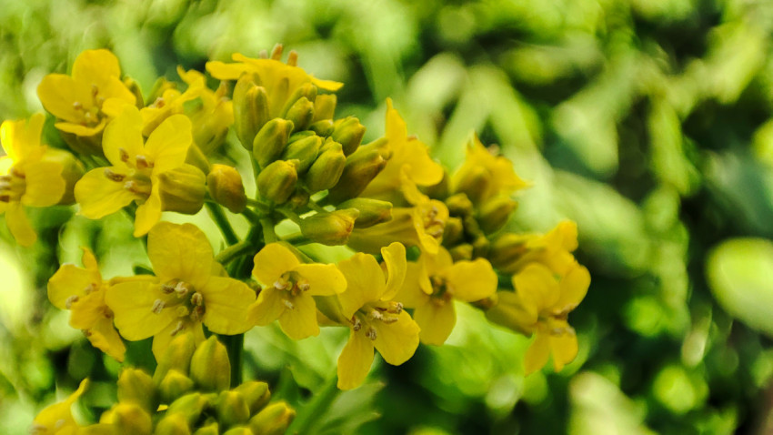 Соцветие сурепки обыкновенной крупным планом