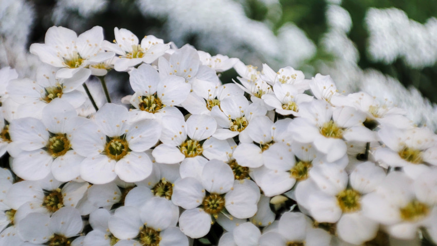 Соцветие спиреи крупным планом