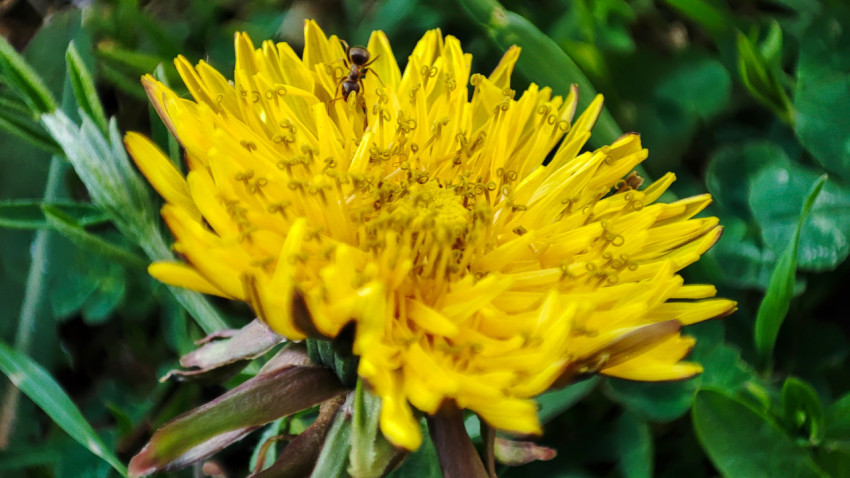 Одуванчик лекарственный с муравьём в макросъёмке