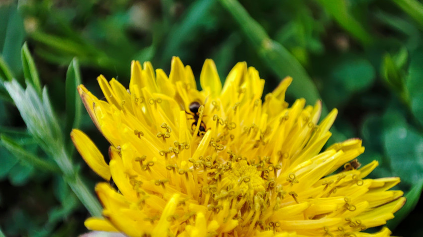 Цветок одуванчика с насекомым крупным планом