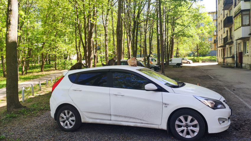 Несколько котов на припаркованном автомобиле во дворе жилого дома