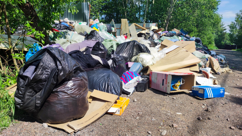 Стихийная свалка с мешками и картоном на лесной дороге
