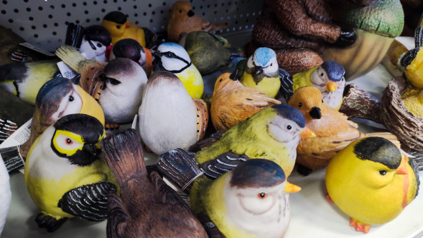 Коллекция декоративных птиц в торговом зале