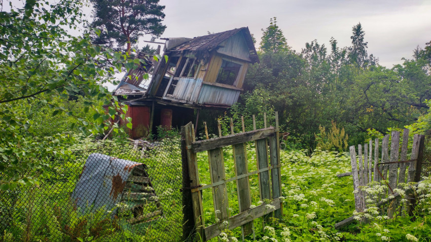 Разрушенный деревянный дом на заросшем участке с покосившимся забором и садовой растительностью