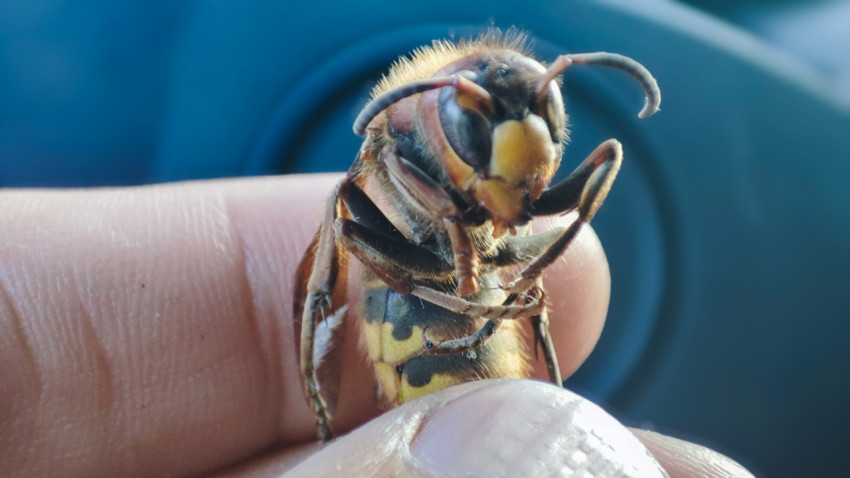 Крупная оса на пальцах руки в макросъёмке на размытом фоне