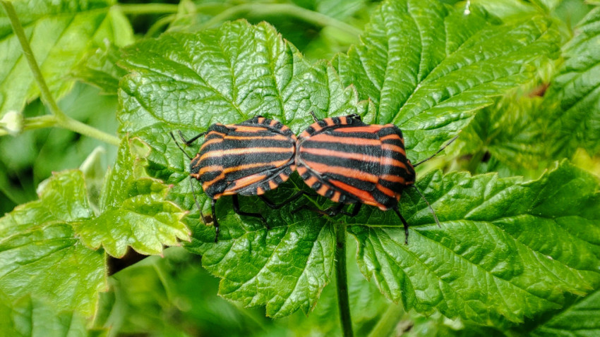 Пара полосатых клопов-щитников на зелёном листе, макросъёмка
