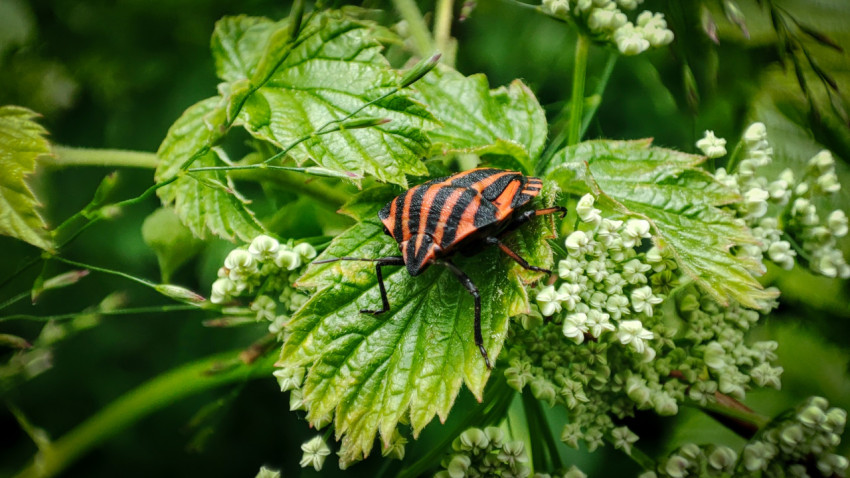 Полосатый клоп-щитник на белых соцветиях зонтичного растения, макро