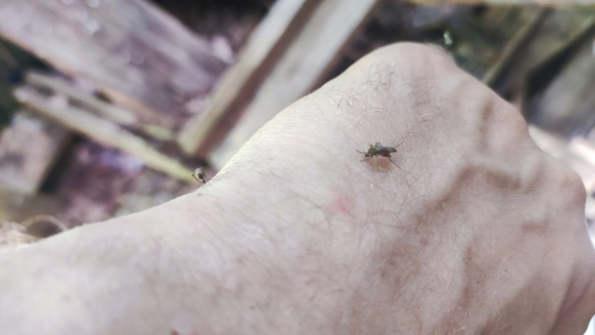 Комар на тыльной стороне кисти на фоне деревянных обломков