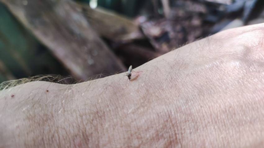 Насекомое на тыльной стороне кисти руки крупным планом