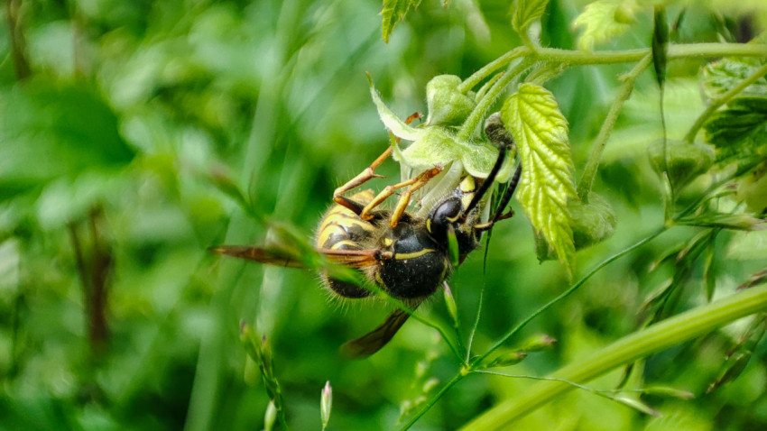 Оса с добычей держится за лист растения в густой зелени