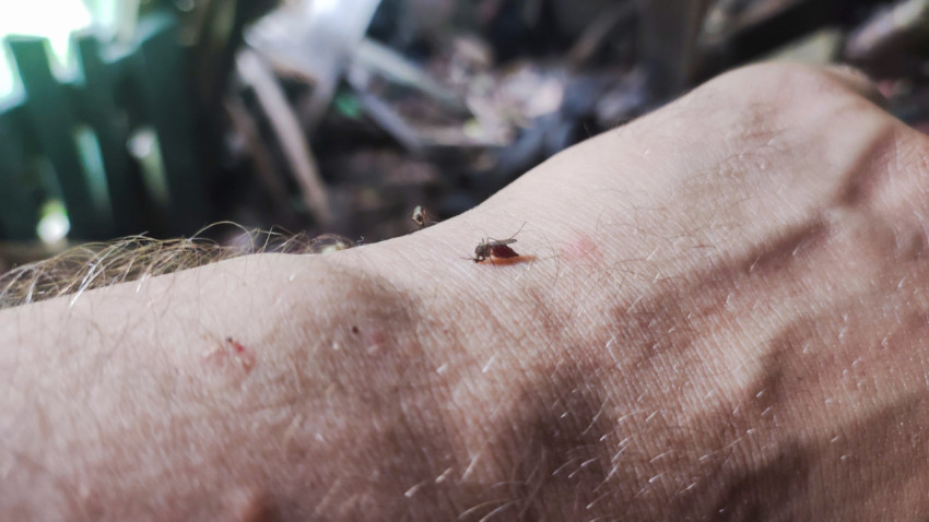 Комар на коже руки и капля крови крупным планом