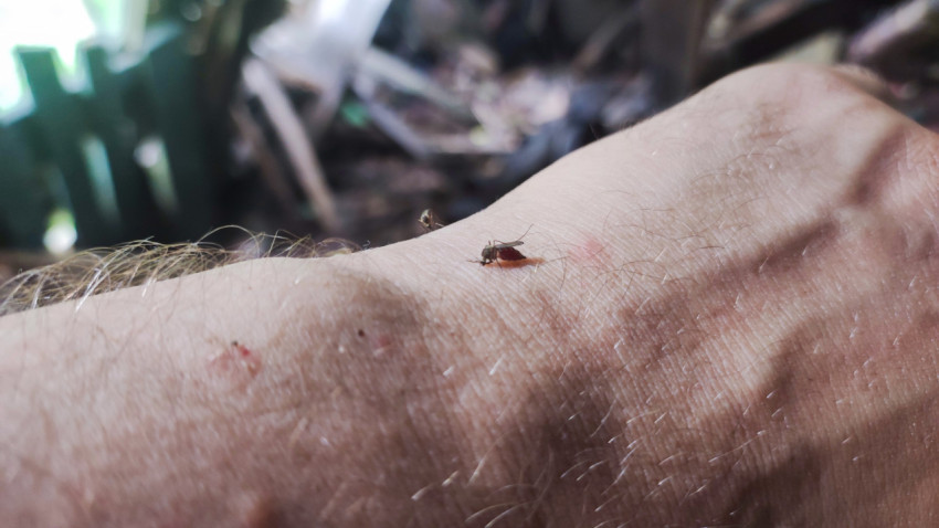 Кисть руки с комаром и следами укусов крупным планом
