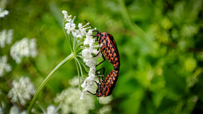 Пара красно-чёрных клопов спаривается на белом зонтичном соцветии