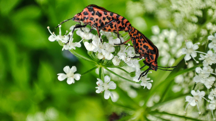 Ультракрупный план спаривающихся клопов на цветках зонтичного растения