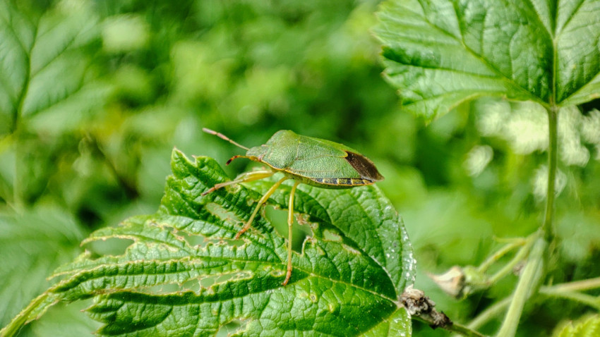 Зелёный клоп-щитник сидит на повреждённом листе среди густой растительности