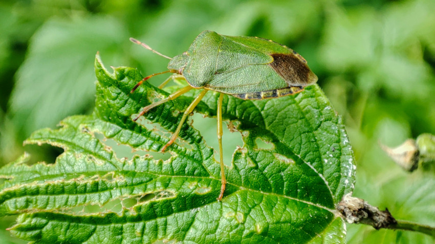Крупный план зелёного клопа-щитника на листе с отверстиями и следами питания