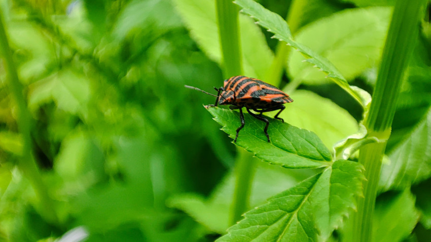 Полосатый клоп-щитник сидит на зелёном листе среди высоких стеблей
