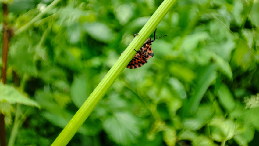 Красно-чёрный клоп держится на стебле растения на фоне зелёных зарослей