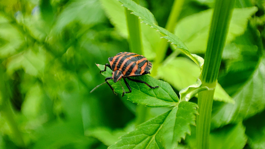 Полосатый клоп-щитник крупным планом на листе травянистого растения